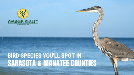 Sarasota Bird Species