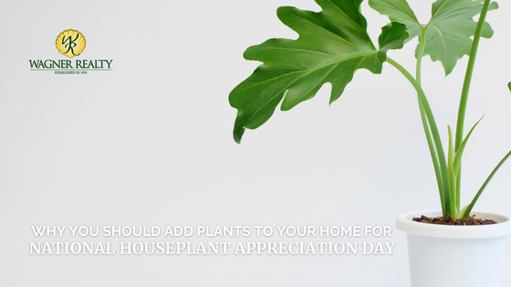 houseplant tips